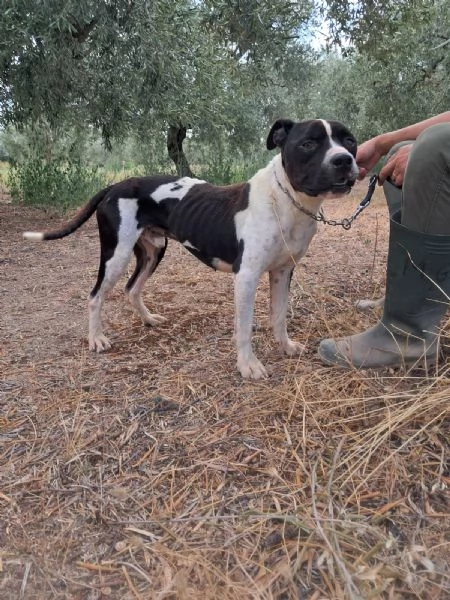 CHICCO  mix PitAmstaff bianco e nero giovane | Foto 3