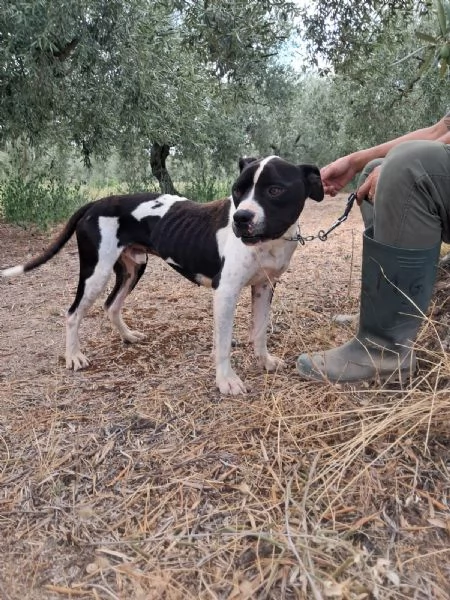 CHICCO  mix PitAmstaff bianco e nero giovane | Foto 2