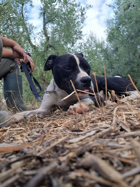 CHICCO  mix PitAmstaff bianco e nero giovane | Foto 1