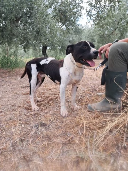 CHICCO  mix PitAmstaff bianco e nero giovane | Foto 0