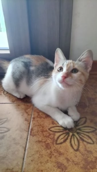 MACCHIA gattina dolcissima | Foto 1