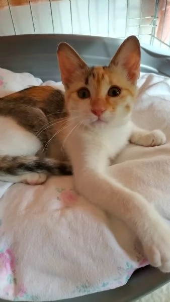 MACCHIA gattina dolcissima | Foto 0