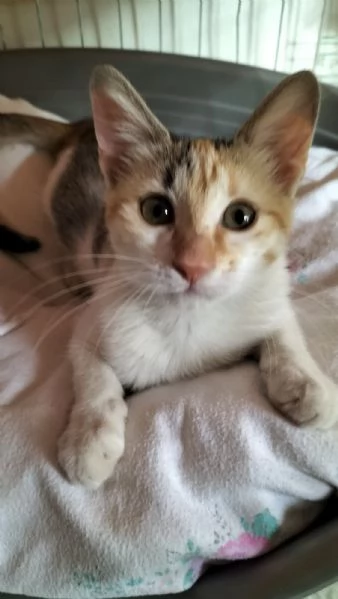 MACCHIA gattina dolcissima