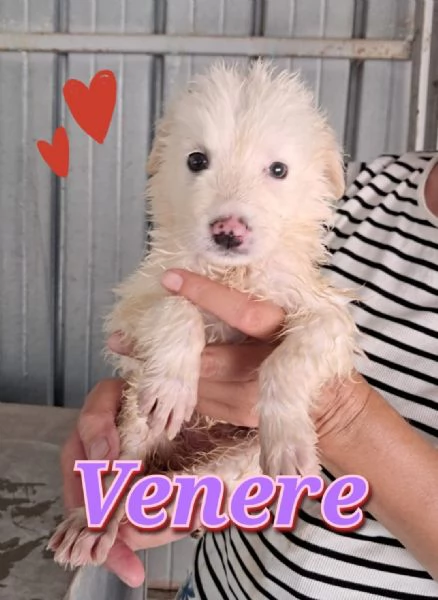 VENERE cucciola che presto rimarragrave sola in box
