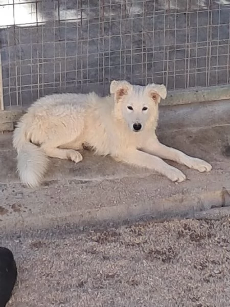 DAVID simil boarder collie