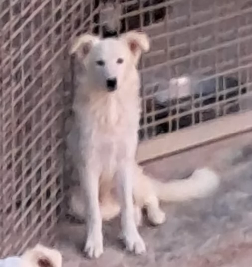 DAVID simil boarder collie