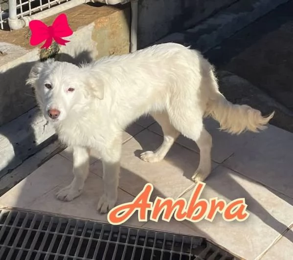 AMBRA egrave una meraviglia di cucciola