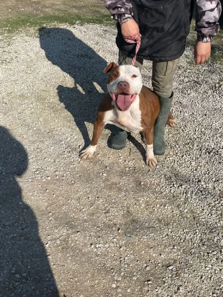 COSMO mix American Bully | Foto 2