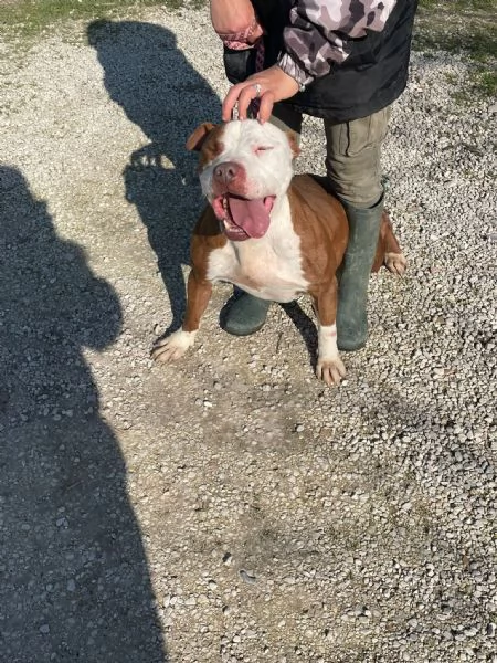COSMO mix American Bully
