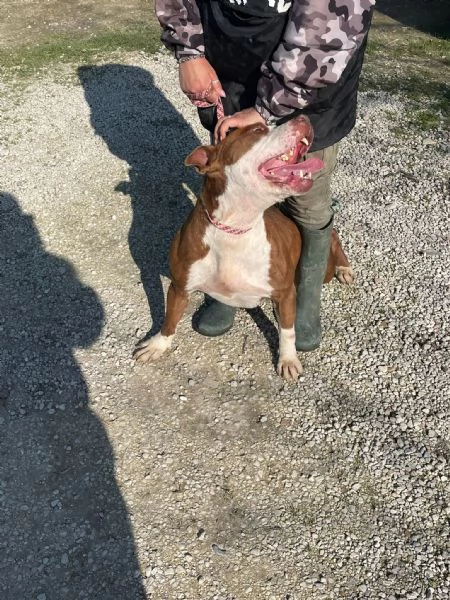 COSMO mix American Bully | Foto 1