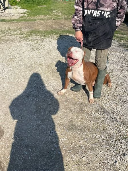 COSMO mix American Bully | Foto 0
