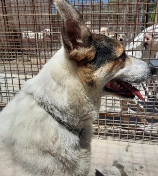 BALU cerca casa | Foto 3