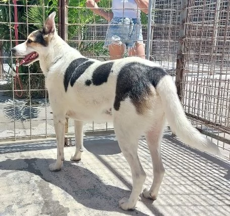 BALU cerca casa | Foto 1