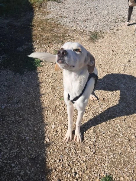 YUMA una dolcissima pelosetta in cerca di amore  | Foto 3