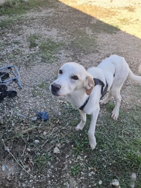 YUMA una dolcissima pelosetta in cerca di amore  | Foto 2