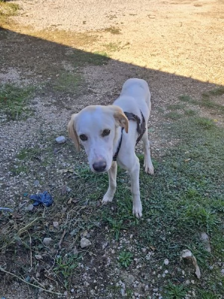 YUMA una dolcissima pelosetta in cerca di amore  | Foto 1