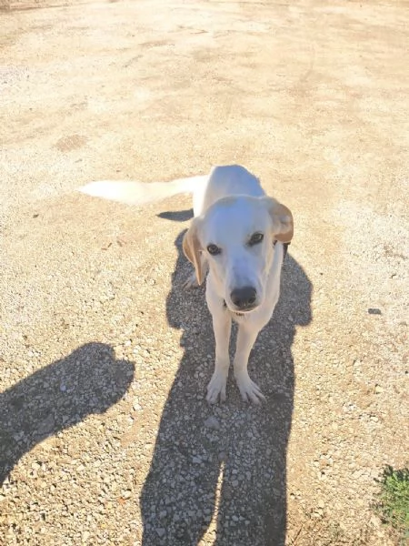 YUMA una dolcissima pelosetta in cerca di amore  | Foto 0