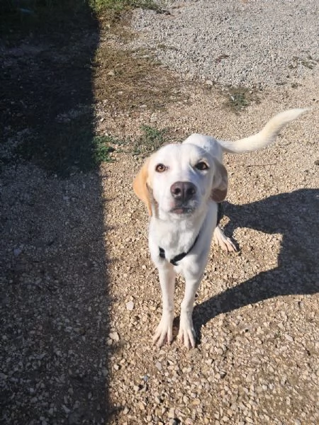 YUMA una dolcissima pelosetta in cerca di amore 