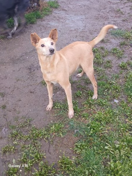 TOBIA URGENTE ADOZIONE DEL CUORE