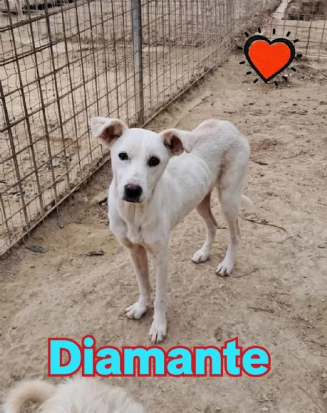 DIAMANTE cucciolo 