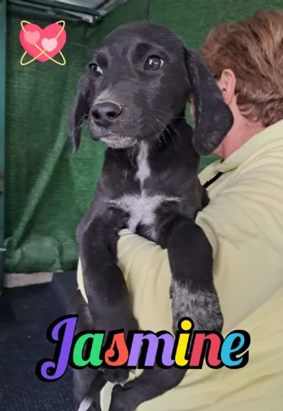 JASMINE 