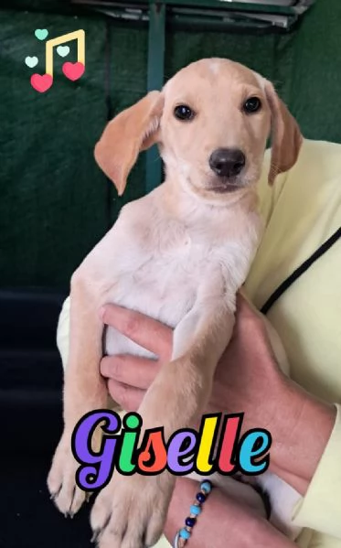 GISELLE