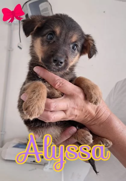 ALYSSA piccola dolce cagnolina da amare