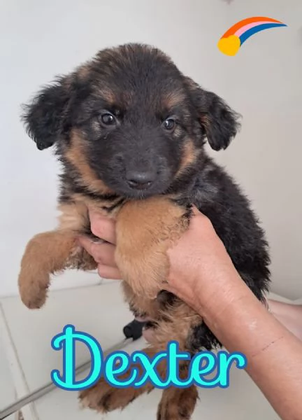 DEXTER meraviglioso cucciolo 