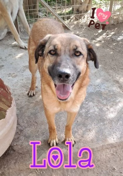 LOLA in attesa di adozione