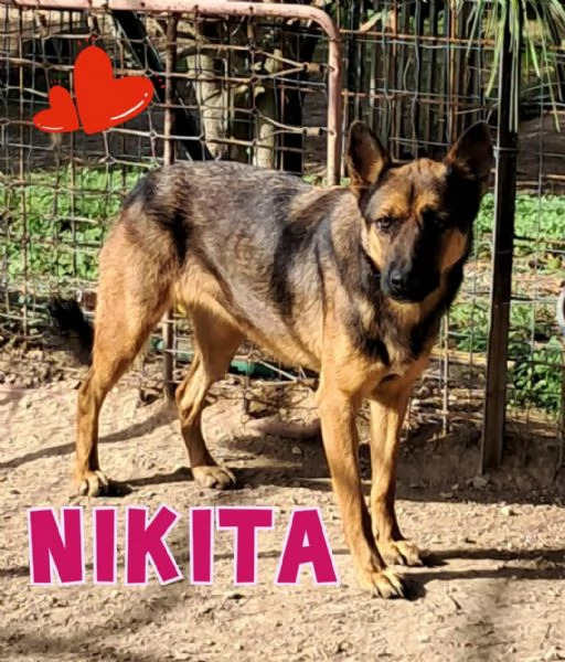 NIKITAsimpatica cane lupa