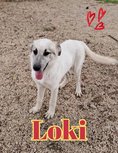 LOKI nato ad Aprile 25