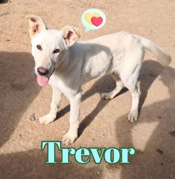 TREVOR nato ad Aprile 25
