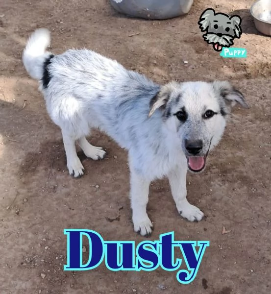 DUSTY nato ad Aprile 25