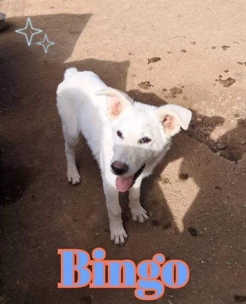 BINGO nato ad Aprile 25