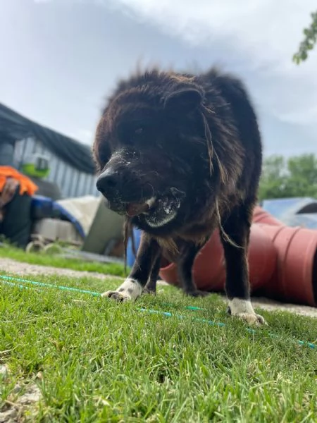ZENO  2 anni di canile ora cerca una vera famiglia | Foto 2
