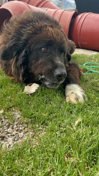 ZENO  2 anni di canile ora cerca una vera famiglia | Foto 0