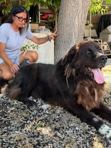 ZENO  2 anni di canile ora cerca una vera famiglia