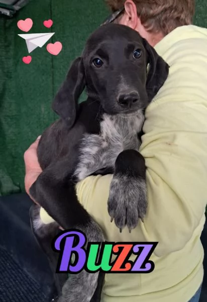  BUZZ nato ad GIUGNO 2025