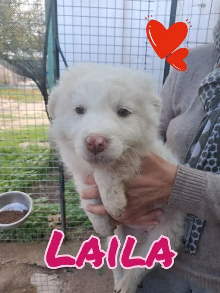 LAILA piccola dolce cagnolina da amare