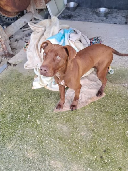 BAYLES cucciolo mix pitbracco | Foto 0