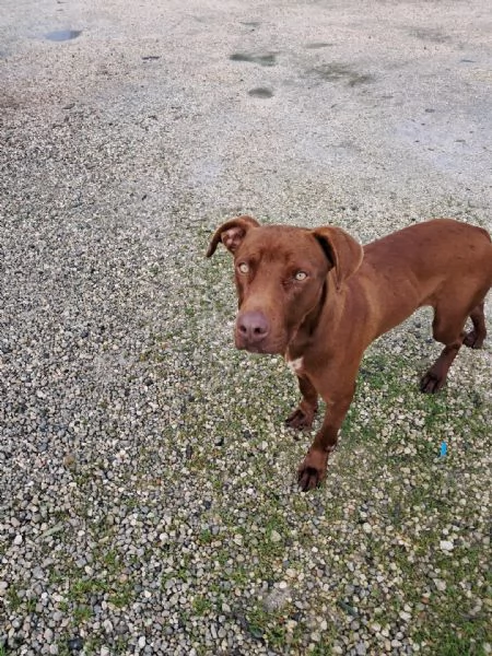 BAYLES cucciolo mix pitbracco