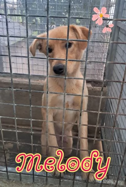 MELODY cucciola giagrave fattrice