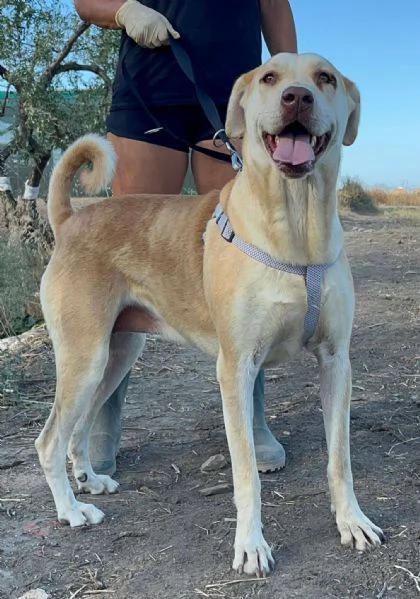 IO SONO PATTY E HO UN SOGNO 