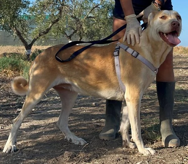 IO SONO PATTY E HO UN SOGNO  | Foto 2