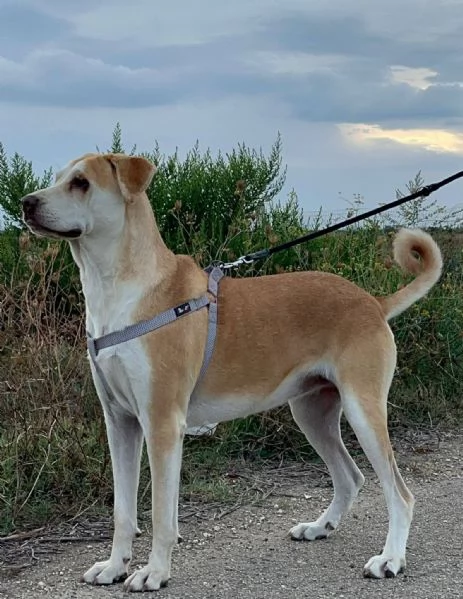 IO SONO PATTY E HO UN SOGNO  | Foto 1