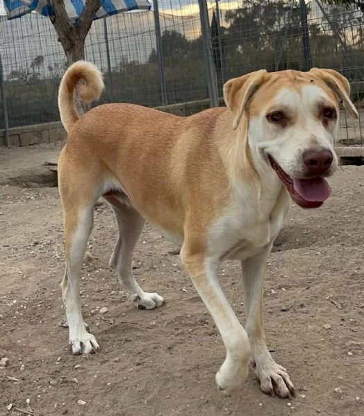 IO SONO PATTY E HO UN SOGNO  | Foto 0