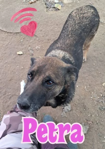 PETRA simil pastore Tedesco grigio