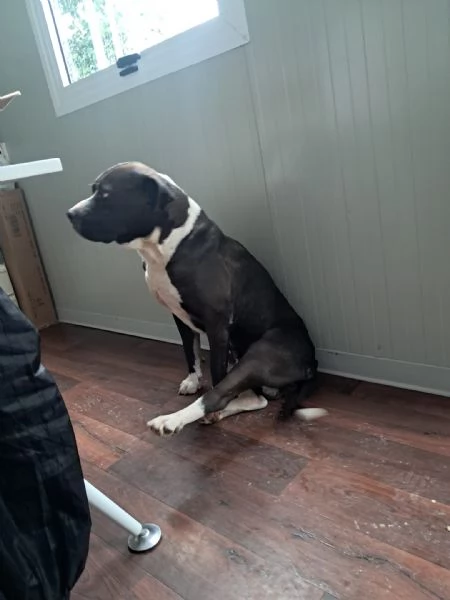 OLIVER patatone dolcissimo | Foto 0