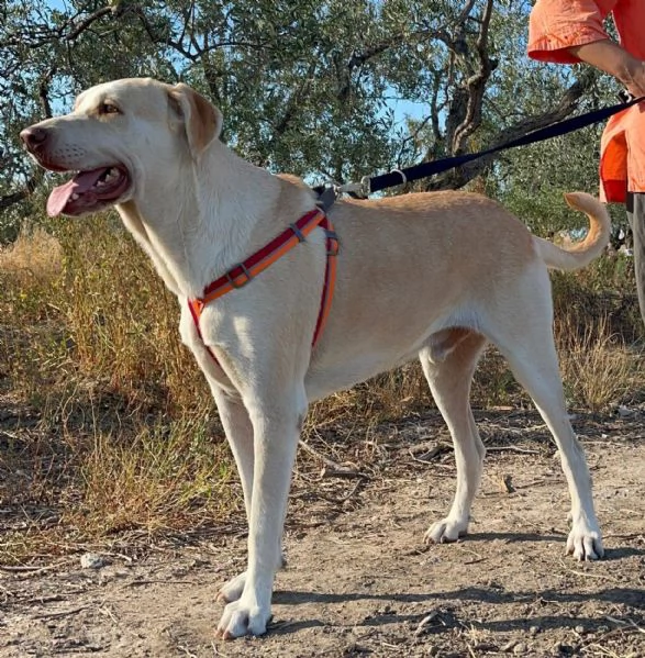 VASCO chiede una famiglia | Foto 2