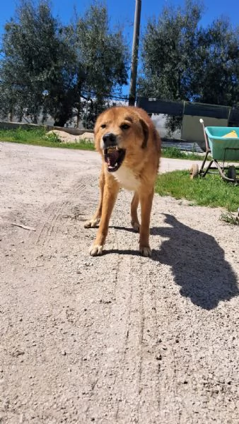 Ciao a tutti mi chiamo BISCOTTO  | Foto 1